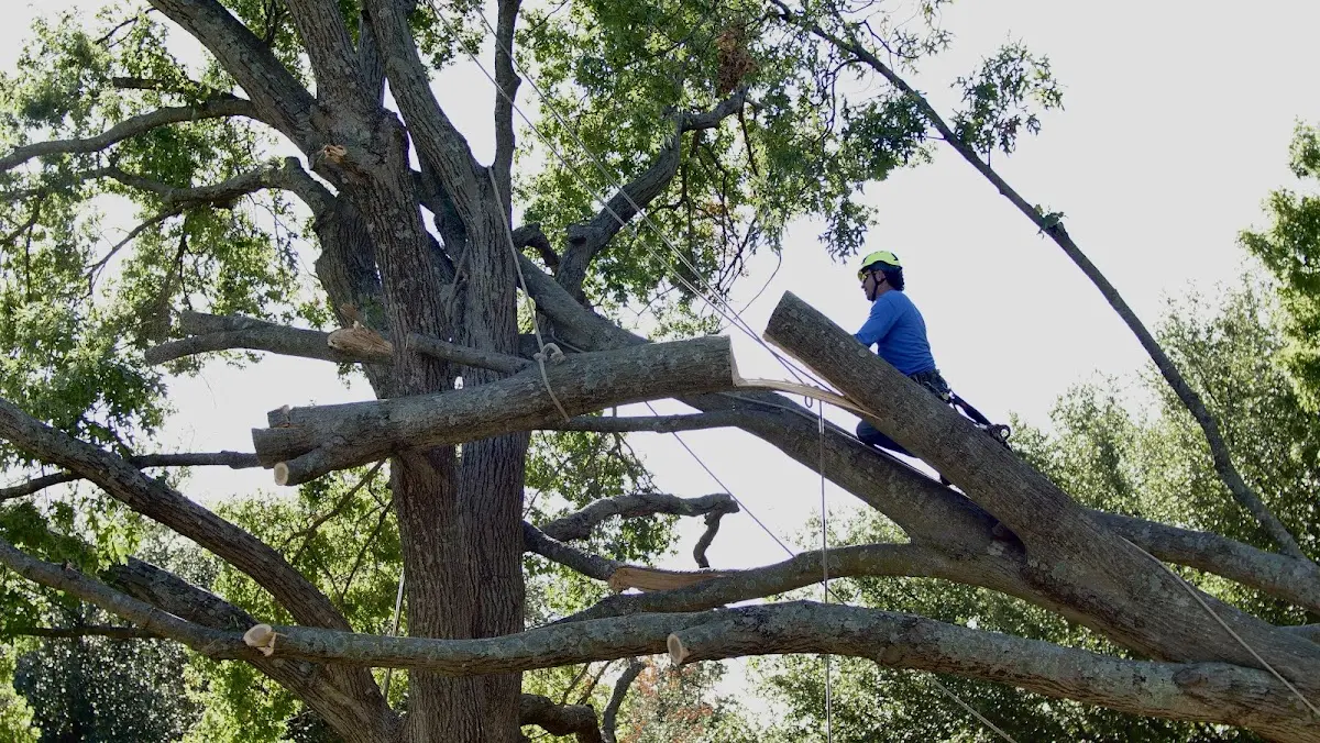 Professional Crown Thinning performed by certified arborists in Hampton